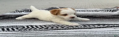 Mixed Breed 3