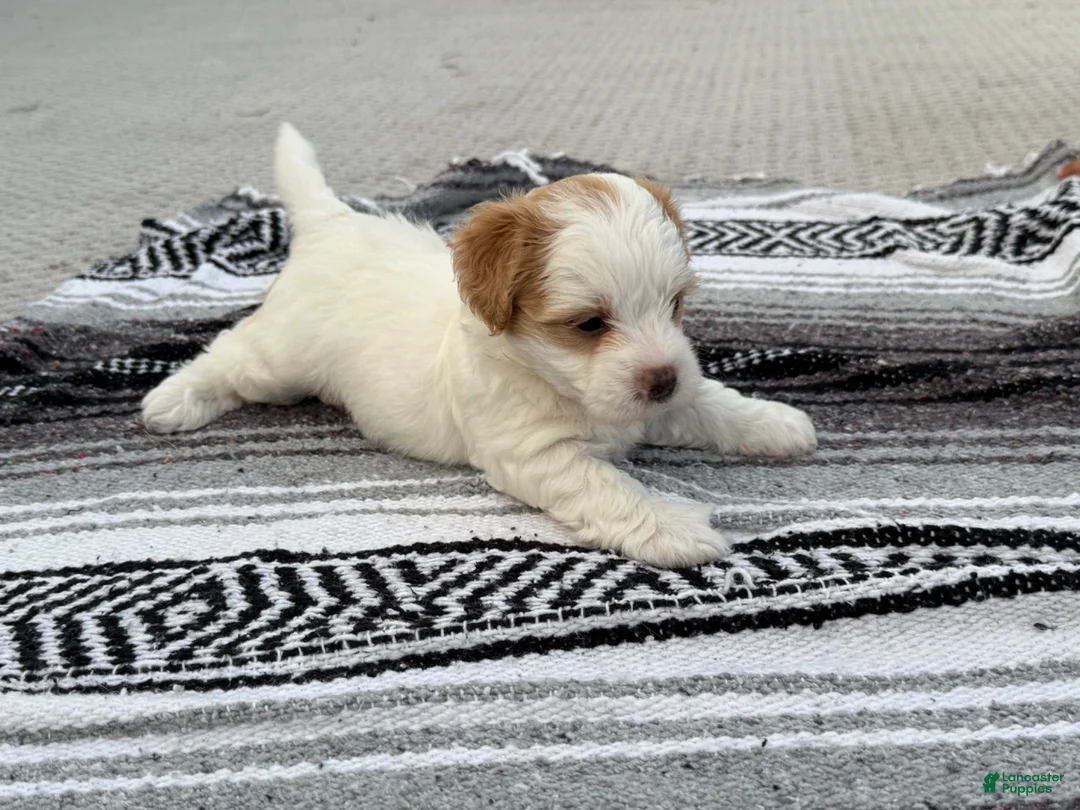 Mixed Breed dogs for sale: Mixed Breed 3 - Ad 1