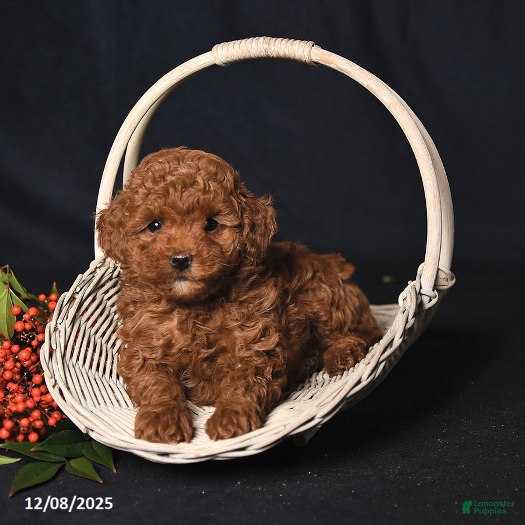 Toy Poodle dogs for sale: Ginger - Ad 1