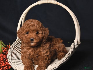 Toy Poodle dogs Ginger - Ad 13