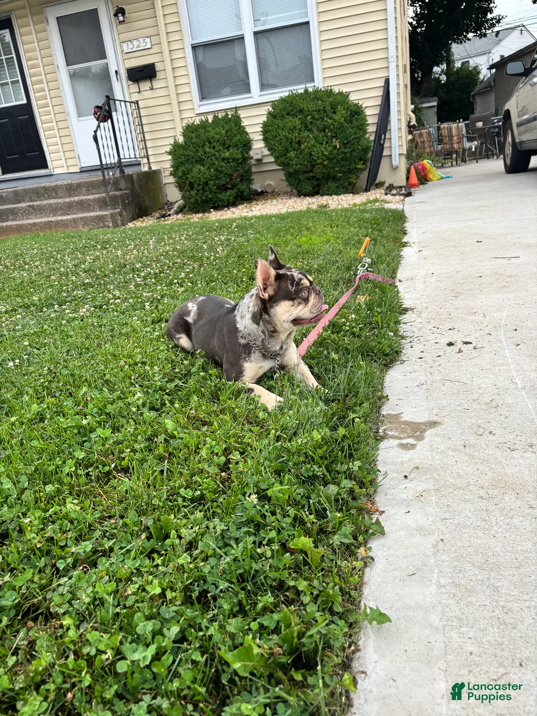 French Bulldog dogs for sale: 1 year old Merle French Bulldog  - Ad 2