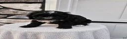 Mini Bernedoodle dogs for sale: Carrie - Ad 3