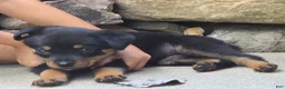 Rottweiler dogs for sale: Skye - Ad 3