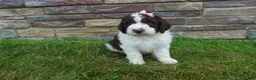 Newfypoo dogs for sale: F1b Teddy - Ad 4