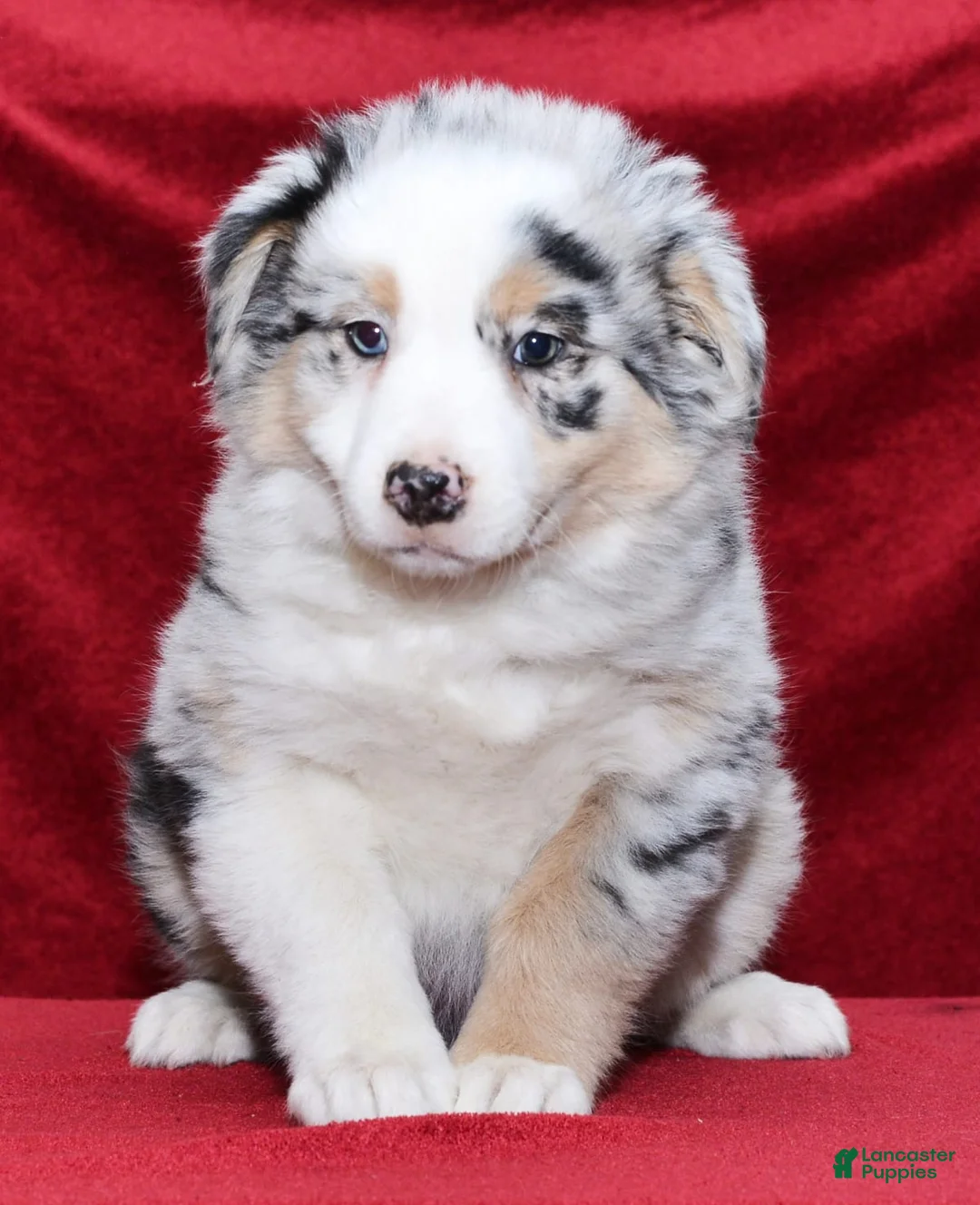 Gallery Image {{count}}