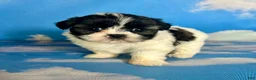 Teddy Bear dogs for sale: Ruby - Ad 3