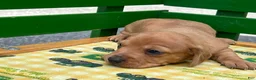 Miniature Dachshund dogs for sale: Bandit - Ad 3