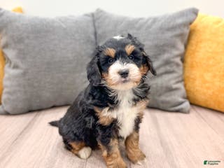 Mini Bernedoodle dogs Mia - Ad 5