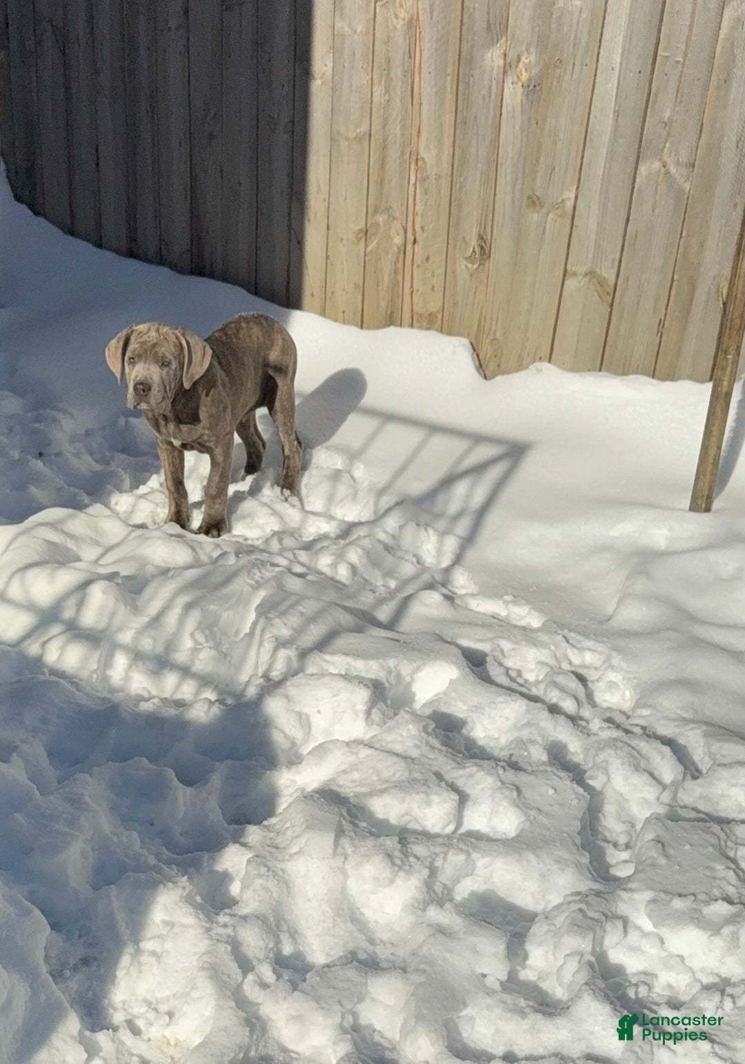 Cane Corso dogs for sale: Cane Corso Puppy 2 - Ad 5