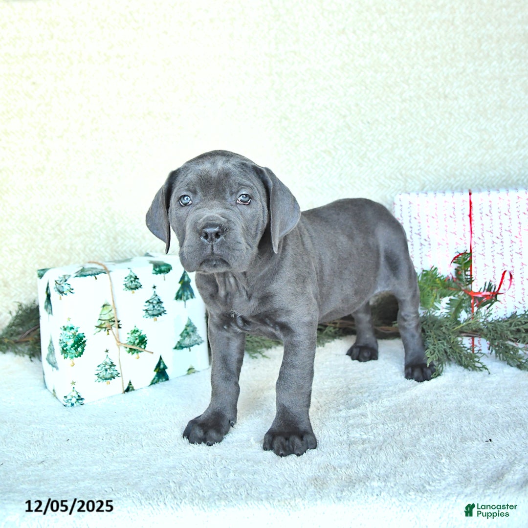Cane Corso dogs for sale: Max - Ad 2