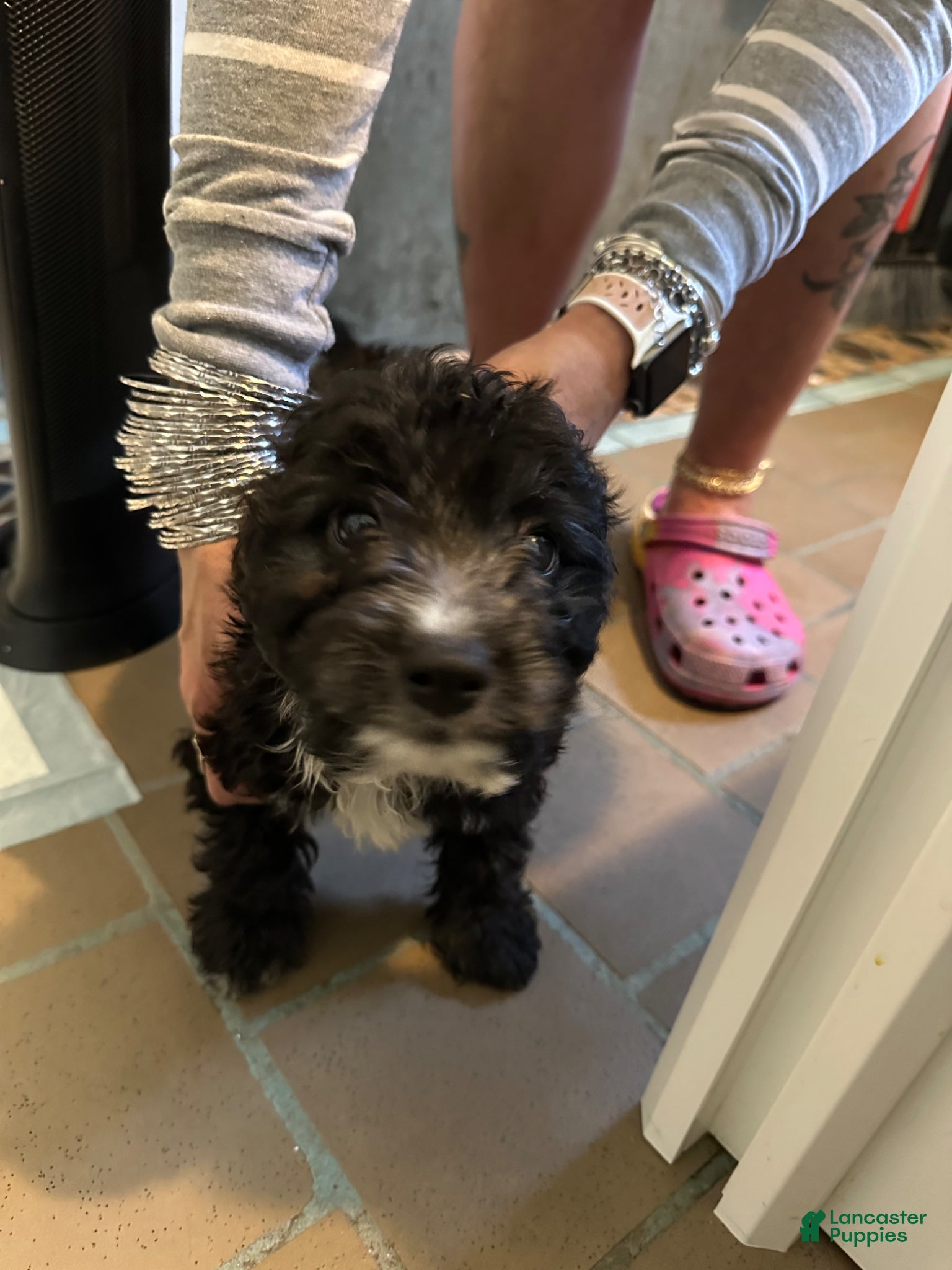 Chipoo dogs Chipoo Puppy 2 - Ad 3