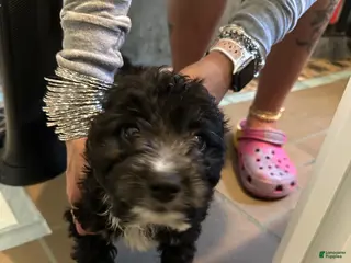 Chipoo dogs Chipoo Puppy 2 - Ad 3