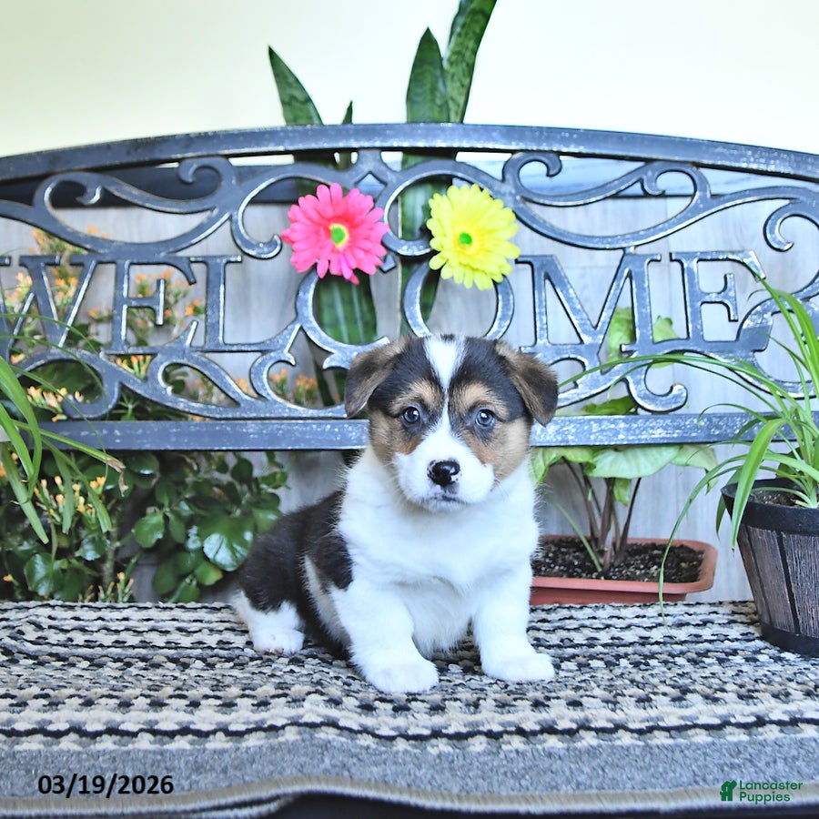 Welsh Corgi Pembroke dogs Samantha - Ad 1