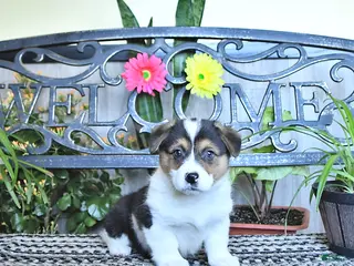 Welsh Corgi Pembroke dogs for sale: Samantha - Ad 2