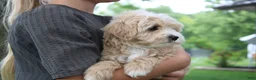 Mini Goldendoodle dogs for sale: Tinkerbell - Ad 4