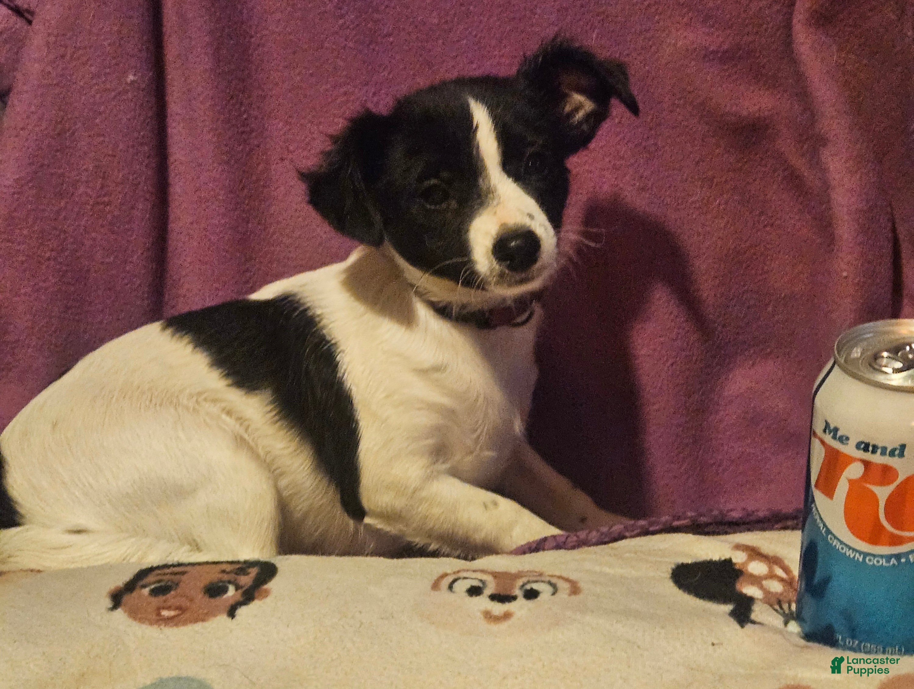 Chihuahua dogs for sale: Pearl (Call-Text) - Ad 15