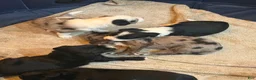 Mixed Breed dogs for sale: Panda - Ad 13