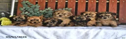 Shihpoo dogs for sale: Cookie - Ad 5