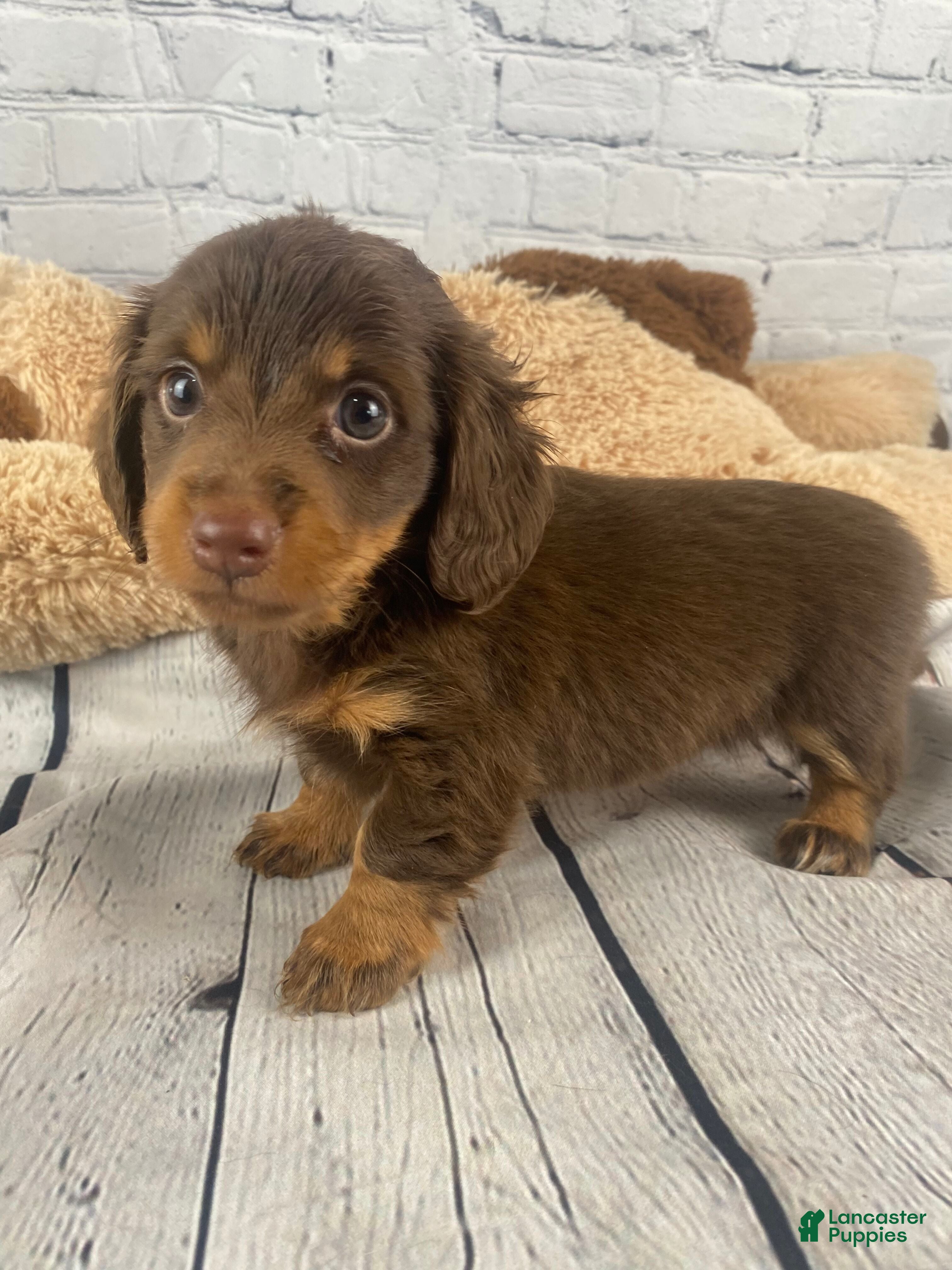 Miniature Dachshund dogs Maggie - Ad 1