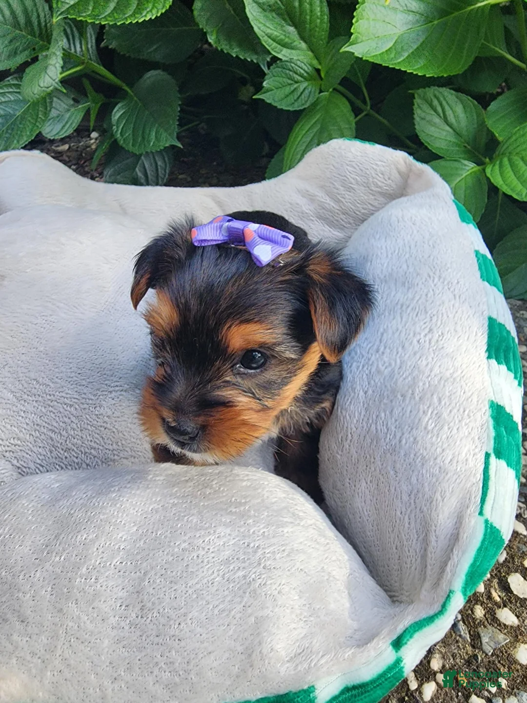 Yorkshire Terrier dogs for sale: Yorkshire Terrier Princess Rapunzel  - Ad 1
