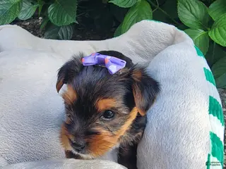 Yorkshire Terrier dogs for sale: Yorkshire Terrier Princess Rapunzel - Ad 2