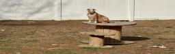 American Bully dogs for sale: American Bully 7 - Ad 3