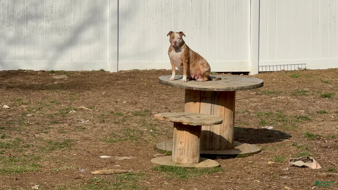 American Bully dogs for sale: American Bully 4 - Ad 2