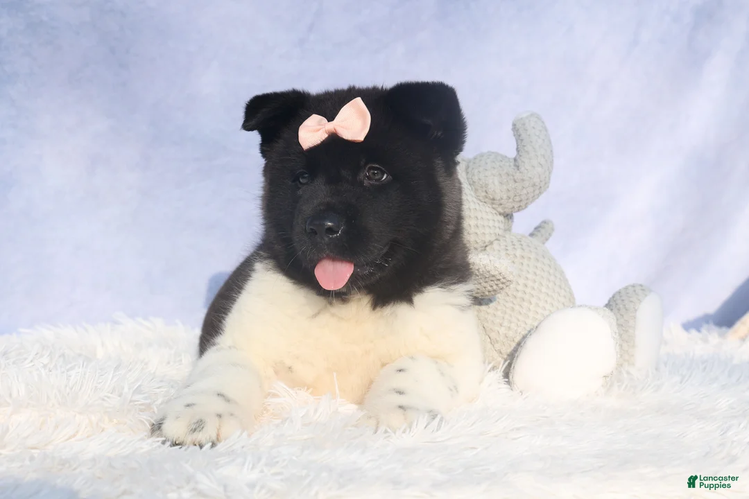 Akita dogs for sale: Olive - Ad 6