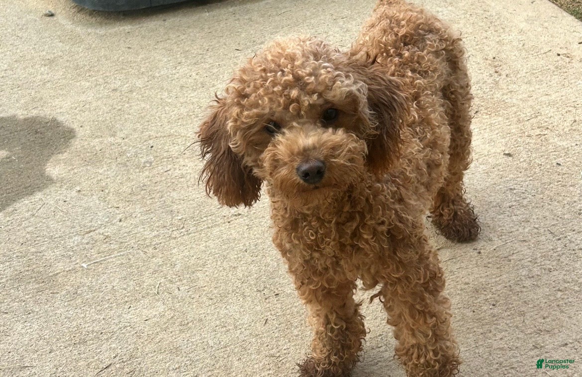 Toy Poodle dogs Blaze - Ad 6
