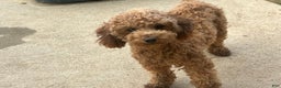 Toy Poodle dogs for sale: Blaze - Ad 1