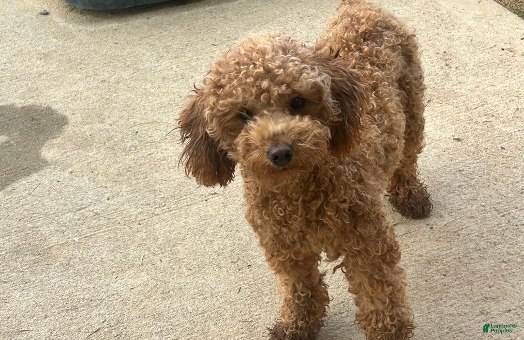 Toy Poodle dogs for sale: Blaze - Ad 1