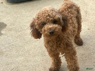 Toy Poodle dogs Blaze - Ad 6