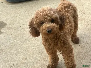 Toy Poodle dogs Blaze - Ad 12