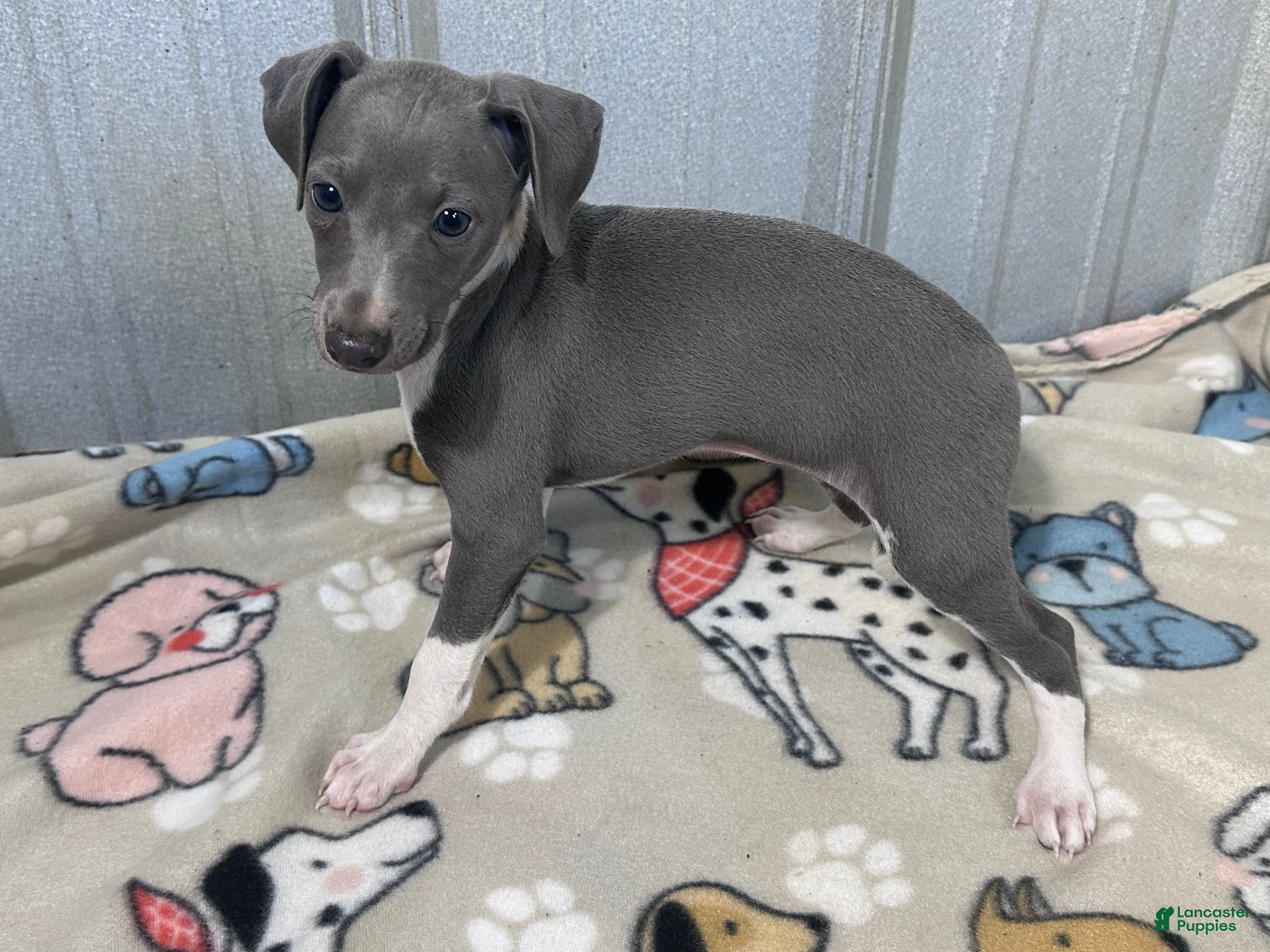 Italian Greyhound dogs Snapdragon - Ad 2
