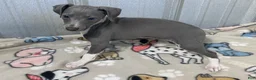 Italian Greyhound dogs for sale: Snapdragon - Ad 2