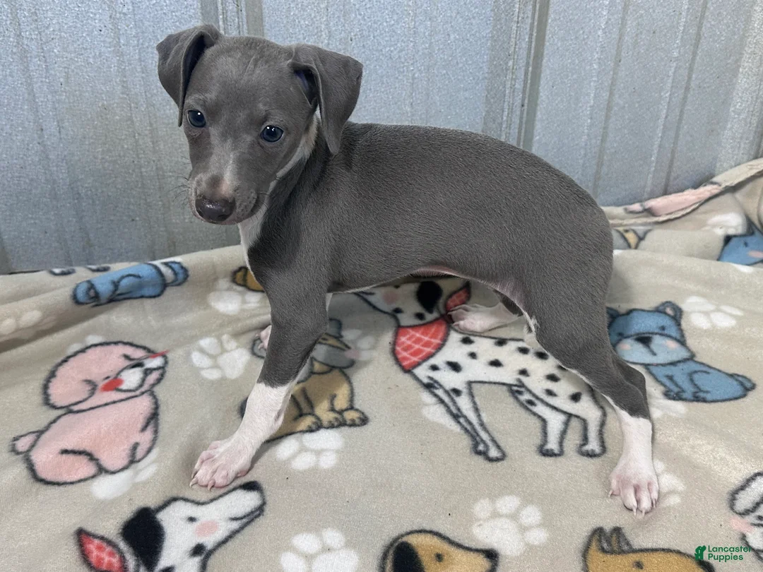Italian Greyhound dogs for sale: Snapdragon - Ad 2