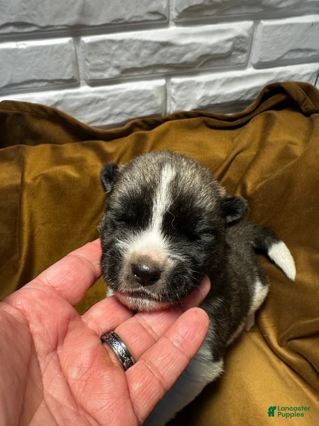 Akita dogs for sale: Nova - Ad 2