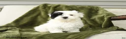 Mixed Breed dogs for sale: Lilly - Ad 4