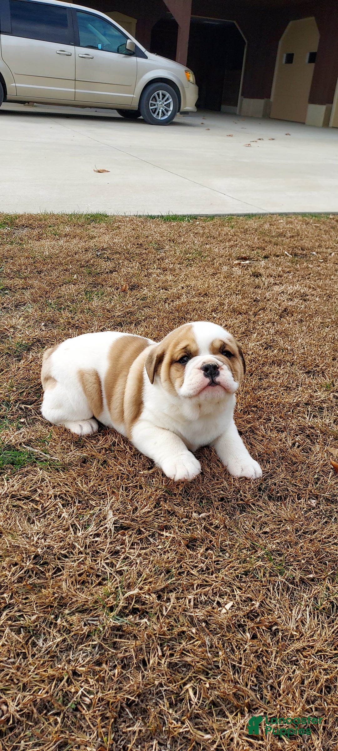 Mixed Breed dogs for sale: Sunny - Ad 4