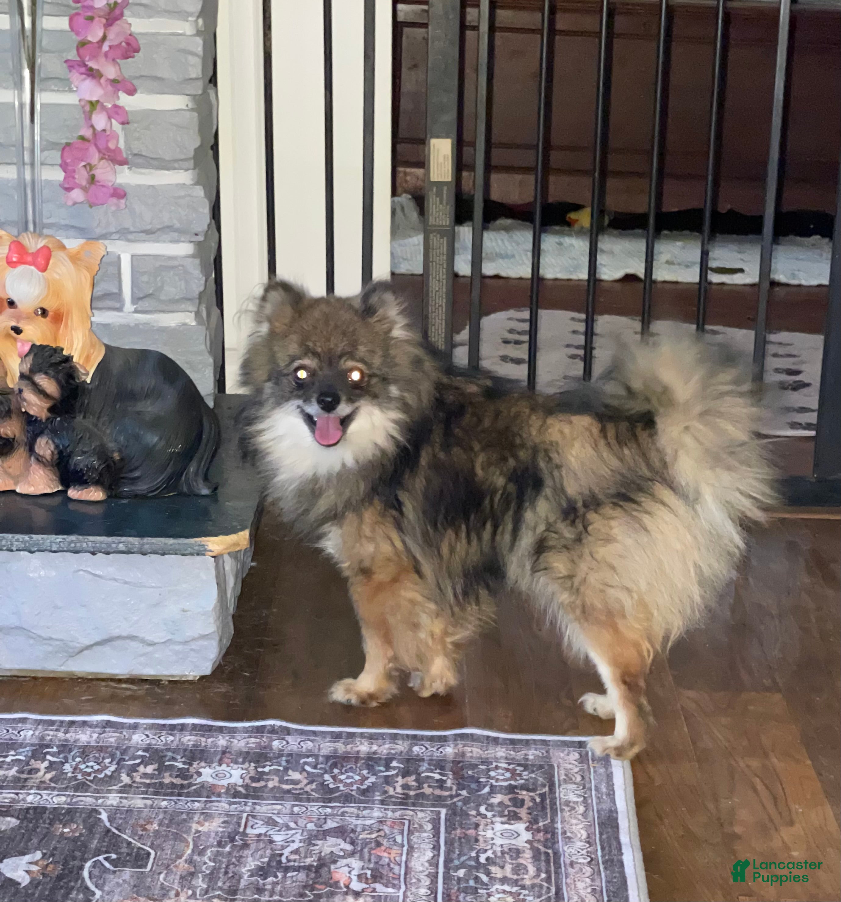 Pomeranian dogs Pomeranian Puppy 1 - Ad 1