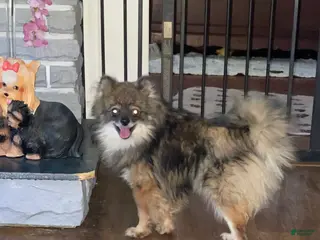 Pomeranian dogs Pomeranian Puppy 1 - Ad 18