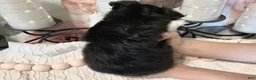 Chihuahua dogs for sale: Seryph - Ad 7