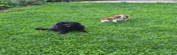 Cavapoo dogs for sale: Littlefoot - Ad 16