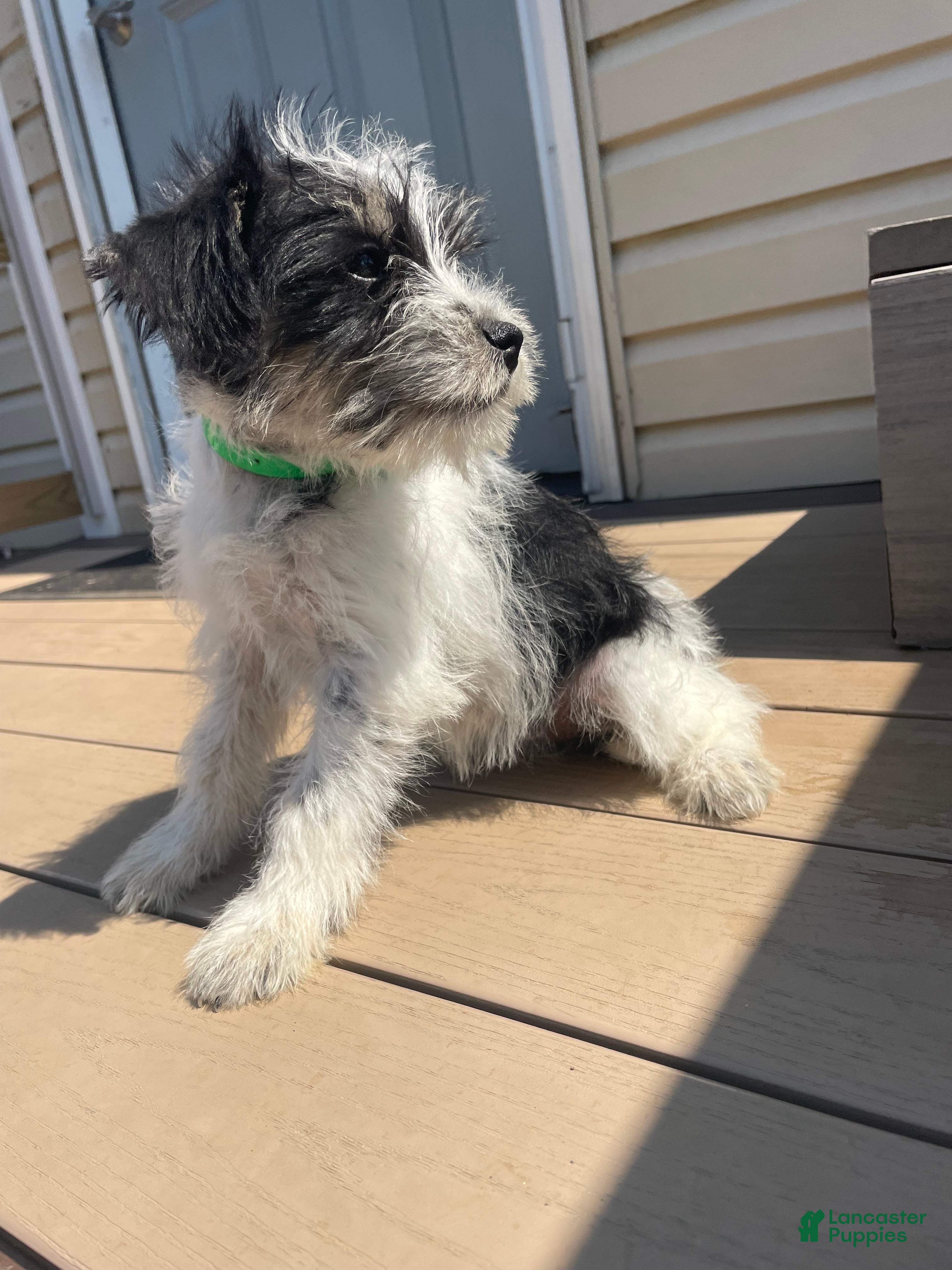 Miniature Schnauzer dogs Winnie - Ad 3