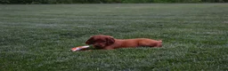 Irish Setter dogs for sale: Rascal  - Ad 4