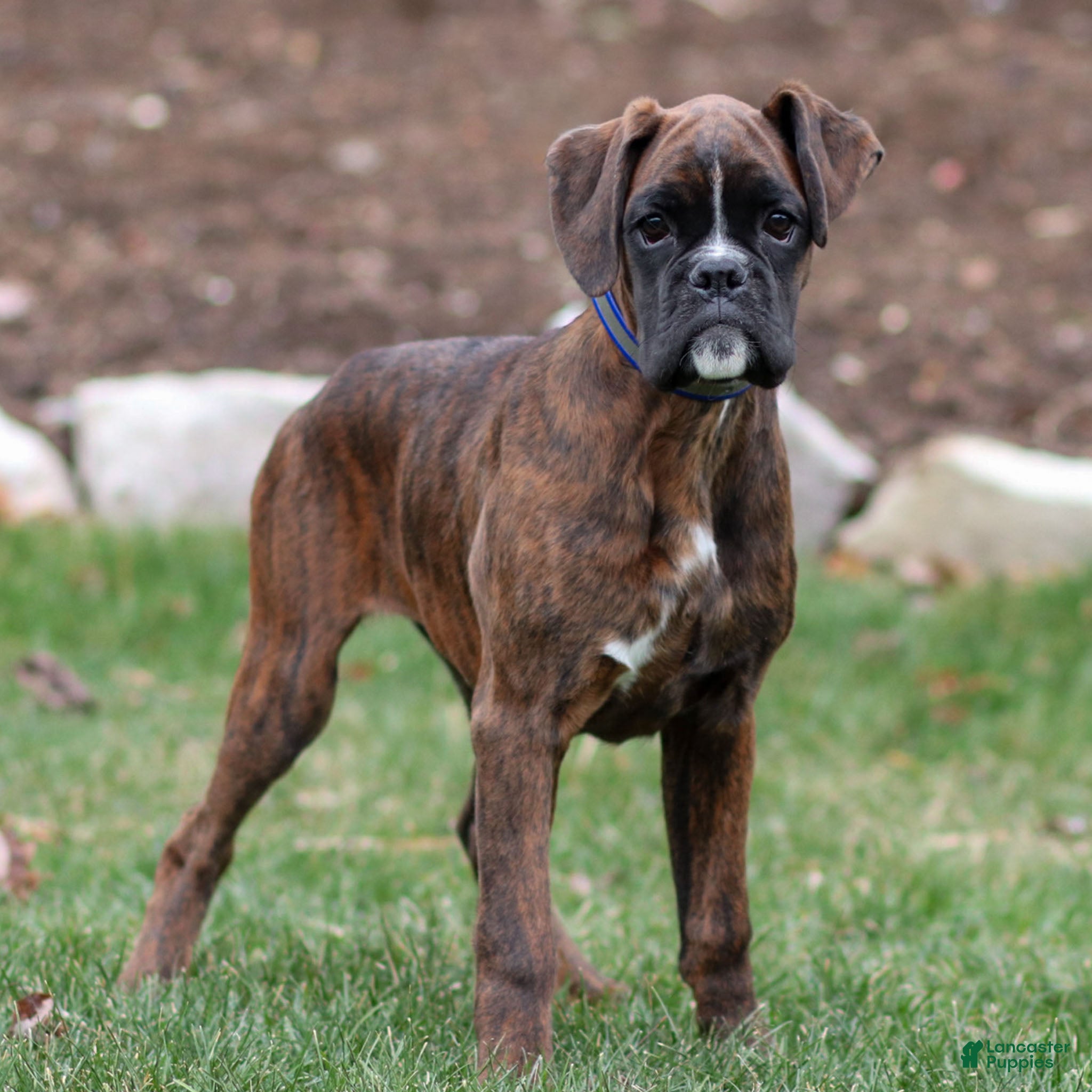 Boxer dogs Ginger - Ad 8