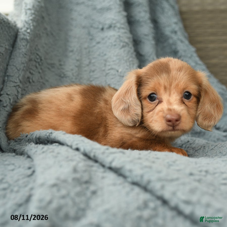 Dachshund dogs Chester - Ad 2