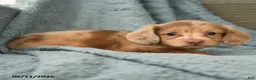 Dachshund dogs for sale: Chester - Ad 2