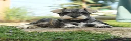 Miniature Schnauzer dogs for sale: Fern - Ad 3