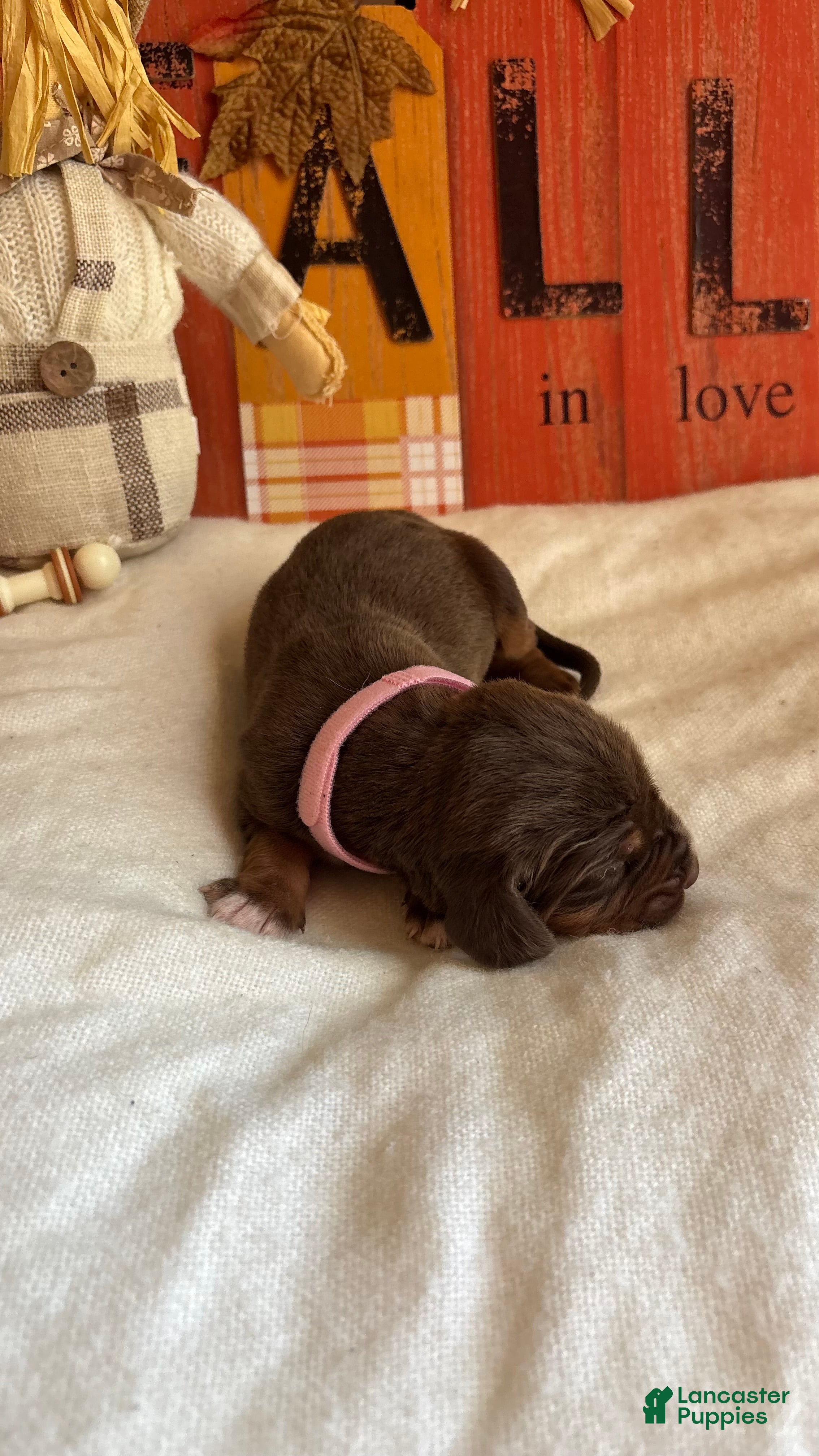 Bloodhound dogs Pink collar female  - Ad 2